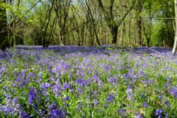 Spring Woodlands, Kent Wallpaper