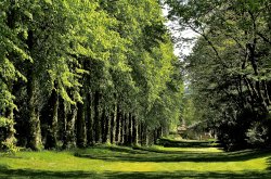 Lime Trees, Wentworth Castle, Barnsley Wallpaper