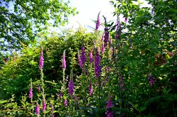 Digitalis of East Budleigh Wallpaper