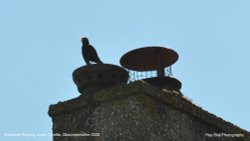 Blackbird Singing, Acton Turville, Gloucestershire 2020 Wallpaper