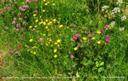 Roadside Flora, Littleton Drew Lane, Acton Turville, Gloucestershire 2020 Wallpaper