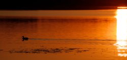 Sunset over Bewl Water Wallpaper