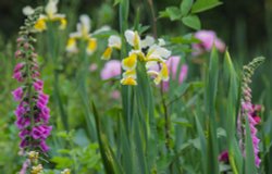 Sexbys gardens, Peckham Rye Park, London Wallpaper