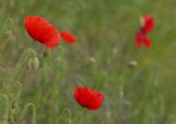 Roadside Nature Wallpaper