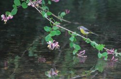 Grey Wagtail on the Darent. Wallpaper