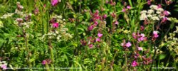 Roadside Plants, Littleton Drew Lane, Acton Turville, Gloucestershire 2020 Wallpaper