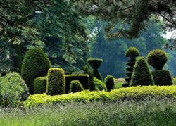 Topiary, Brodsworth Hall Wallpaper