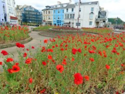 Poppies Wallpaper