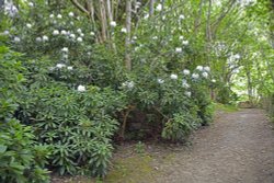 Riverhill Gardens, woodland walk Wallpaper