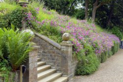 Sweet Peas at Riverhill Gardens Wallpaper