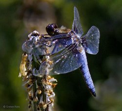 Blue Tailed Chaser resting by the pond, Hollybrook, Shillingstone. 6/6/20. Wallpaper