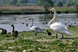 Lake at Clumber Park, Worksop Wallpaper