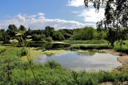 Carlton Marsh Nature Reserve Wallpaper