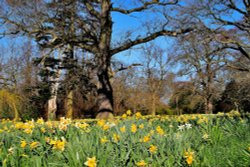 Daffodils at Constable Burton Hall. Wallpaper