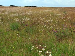 wild flower field Wallpaper