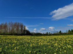 Cowslips at Dearne Valley Old Moor Wallpaper