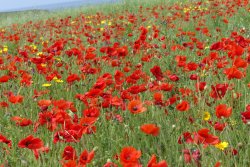 Poppies at Polly Joke 2020