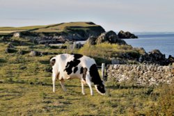 Freesian Cattle Isle of Whithorn Wallpaper