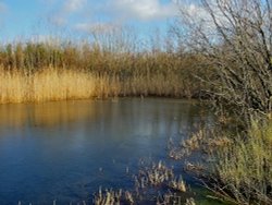 Frozen Lake at RSPB Old Moor Wallpaper