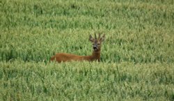 Roe Deer Wallpaper