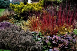 Winter Borders RHS Hyde Hall Wallpaper