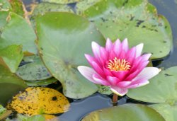 Hever Castle Gardens Wallpaper