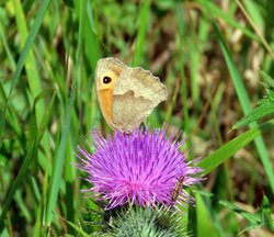 Butterfly Wallpaper