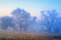 Cold misty morning near Ampthill Wallpaper