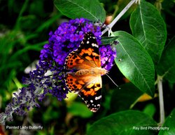 Painted Lady Butterfly, Acton Turville, Gloucestershire 2020 Wallpaper