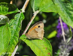 Meadow Brown Butterfly, Acton Turville, Gloucestershire 2020 Wallpaper