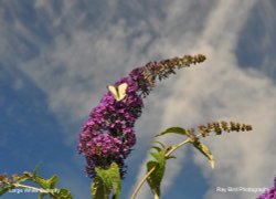 Large White Butterfly, Acton Turville, Gloucestershire 2020 Wallpaper