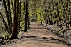 Woodland at Newmillerdam Wallpaper