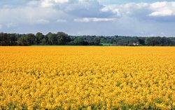 Compton, near Guildford, Surrey Wallpaper