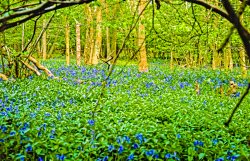 Bluebell Woods Wallpaper