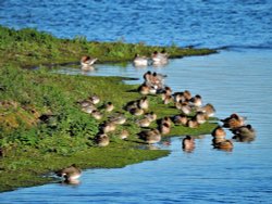 Pochard at RSPB Old Moor Wallpaper