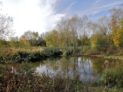 Pond at Elsecar Wallpaper