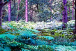 Thursley Common Wallpaper