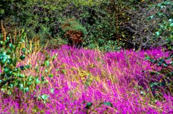 Thursley Common in bloom Wallpaper