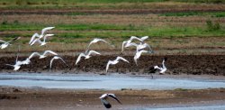 Steart Marshes Wallpaper