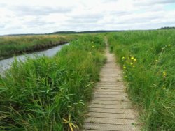 Walberswick Wallpaper