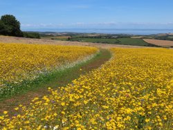 wildflowers Wallpaper