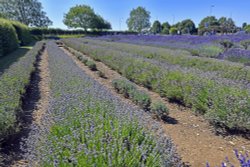 Norfolk Lavender Wallpaper