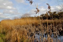 Reedbeds RSPB Old Moor Wallpaper