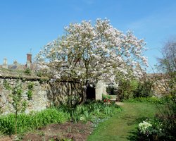 Tree in a garden next to Ely Cathedral Wallpaper