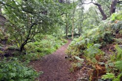 The Woodland Walk at Beeston Castle