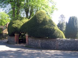 Some of the magnificent topiary in and around the churchyard at Kidmore End Wallpaper