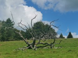 Arlington Court wilderness walk sculptural tree Wallpaper