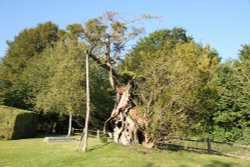 The ancient yew tree in the churchyard at Aldworth Wallpaper