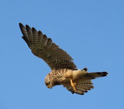 Sparrow hawk Wallpaper