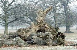 Ancient Oak, Badminton Park, Gloucestershire 1995 Wallpaper